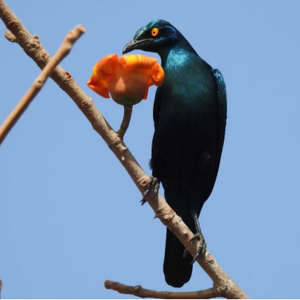 Black-bellied starling